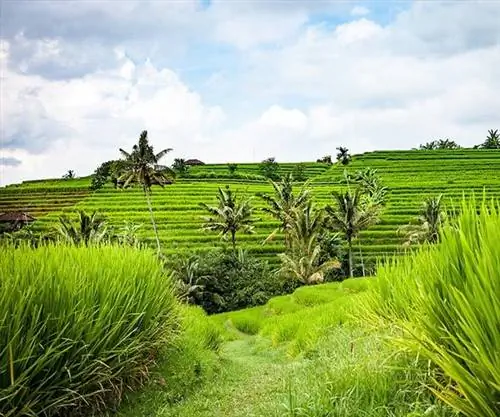 Краткий путеводитель по Чангу на Бали