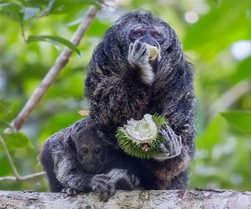 Саки-Обезьяна