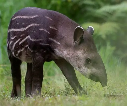 Южноамериканский тапир