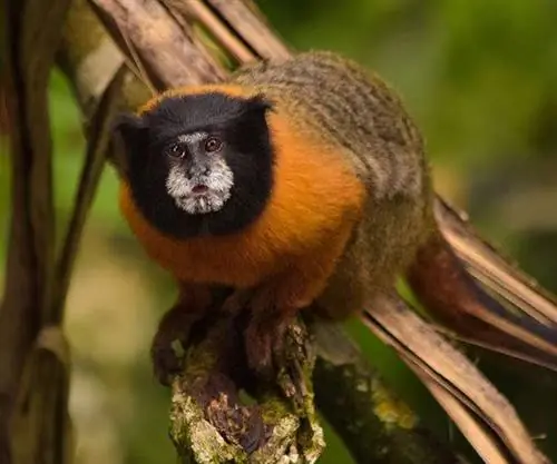 Топ-5 млекопитающих, которых стоит увидеть во время вашего приключения на Амазонке