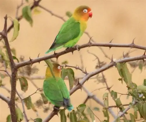 5 лучших мест для наблюдения за птицами в Африке