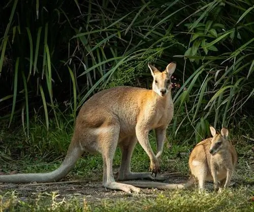 Узнайте, где тропический лес встречается с Большим Барьерным рифом
