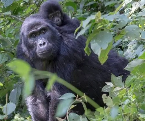 Топ-5 волшебных сафари в Уганде и где остановиться