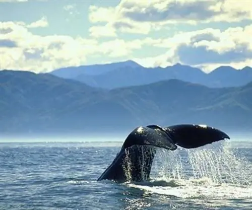 Тиаки: сердце устойчивого развития Новой Зеландии