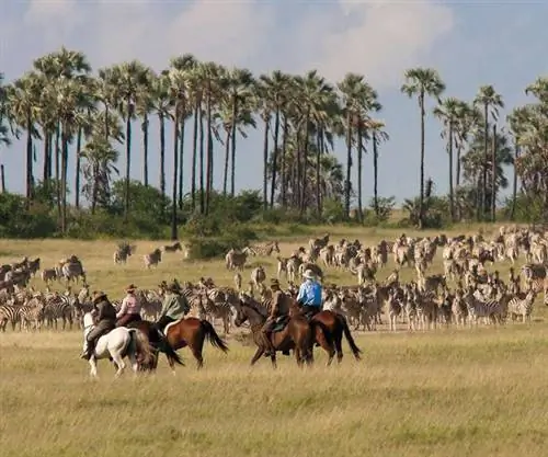 Поездка с зеброй - африканское сафари на лошадях