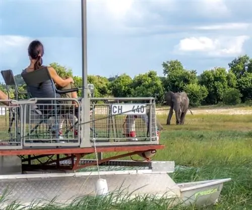 Просмотр игры слона Чобе