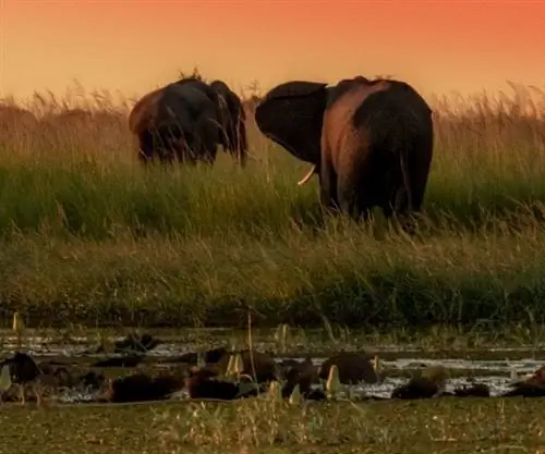 Закат слонов Чобе