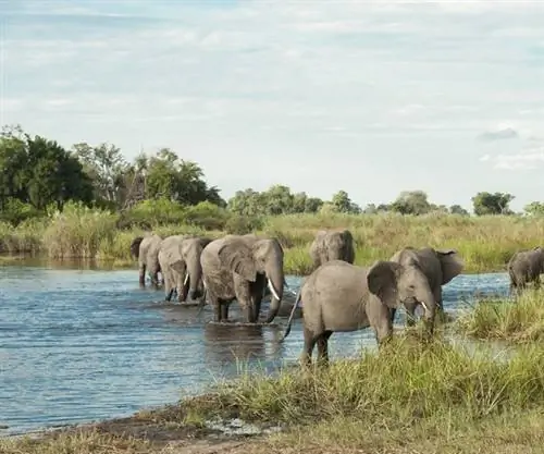 Слоны в дельте Окаванго