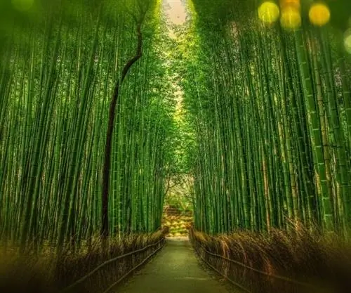 Киото Япония