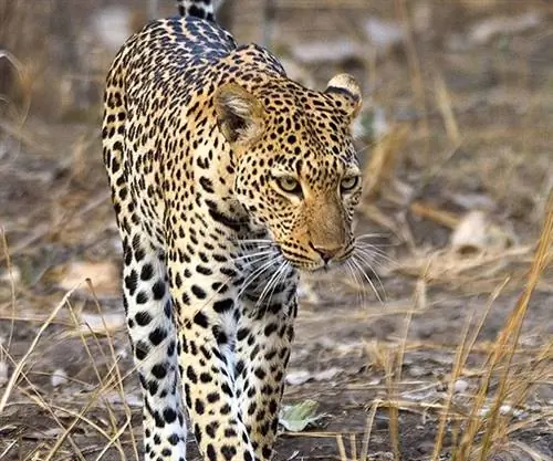 Разнообразные достопримечательности Малави: дикая природа, культура, пейзажи и озера