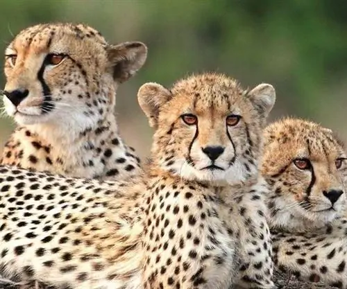 Откройте для себя удивительную провинцию Квазулу-Натал в Южной Африке