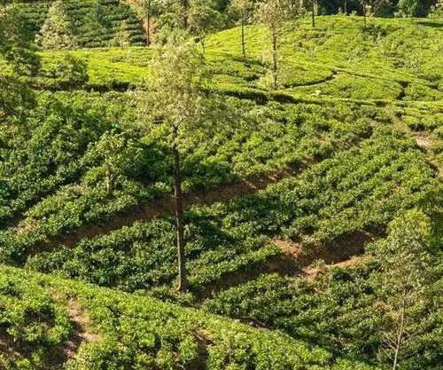 чайная плантация Шри-Ланка