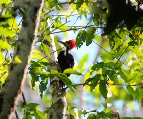 Эквадор и Галапагосы на любой временной масштаб