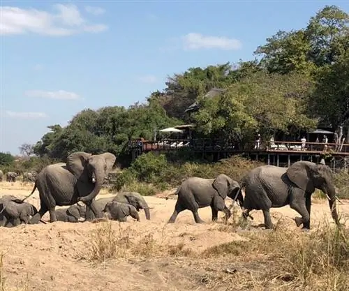 Мейн Джок Лодж