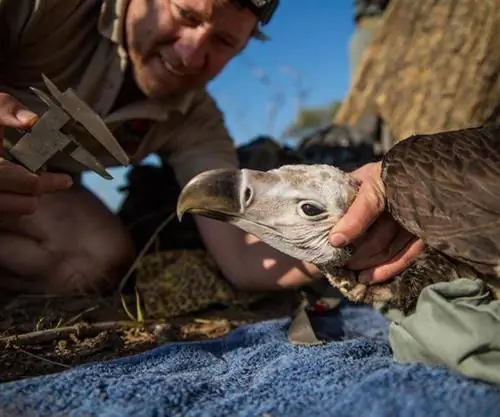 Закон о дикой природе, Носороги Африки