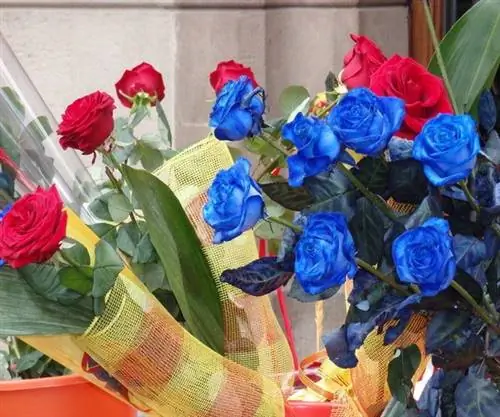 разноцветные розы в барселоне