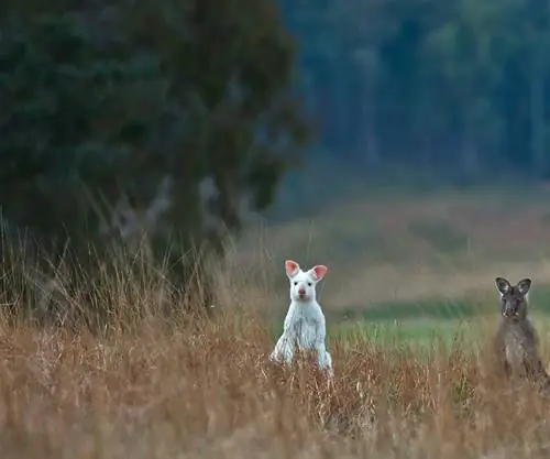 Значимая роскошь Австралии