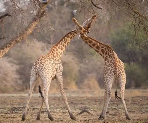 5 невероятных африканских приключений