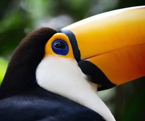 Страны Южной Америки начинают открываться для путешествий