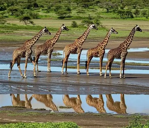 Фотография недели: Социальное дистанцирование в мире жирафов