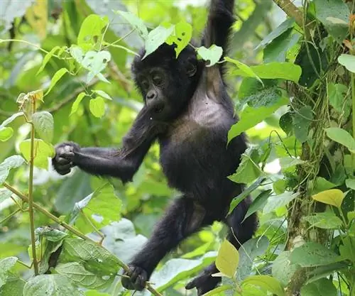 Открытие границ Уганды – вот что вам нужно знать