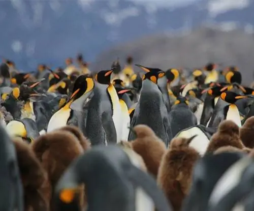 Еще больше пингвинов путешествуют по Необузданной Антарктиде