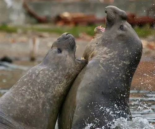 Борьба с морскими львами в Антарктиде