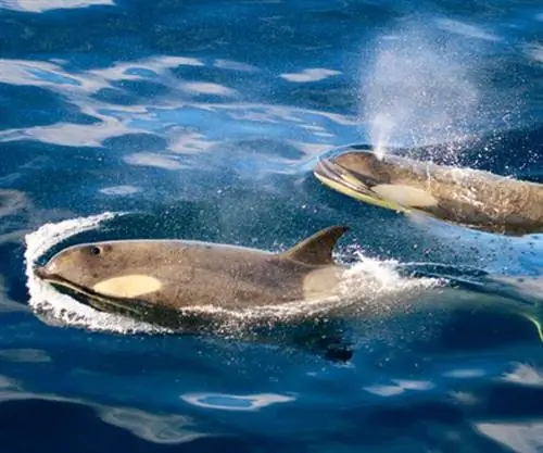 Неприрученная Антарктида Орки