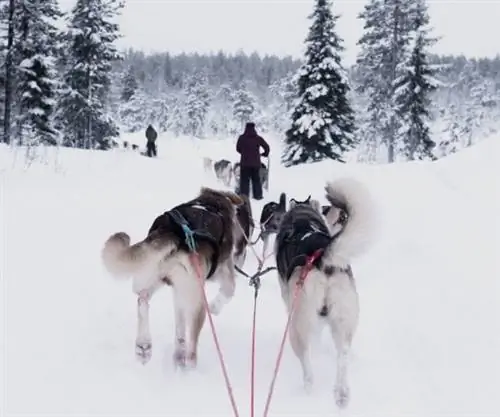 Топ-5 рекомендаций для скандинавов