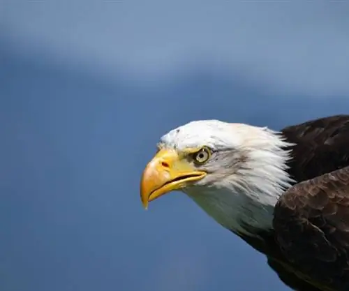 Роскошный волонтерский отдых в США