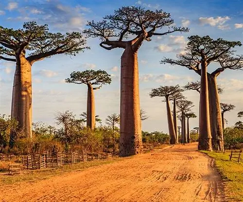 6 диких мест для борьбы с лихорадкой в салоне