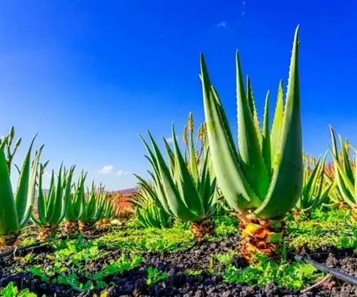 Алоэ Вера на Фуэртевентуре