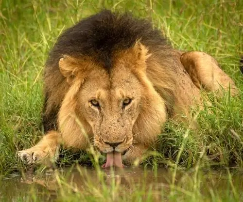 В центре внимания «Большая пятёрка» Африки