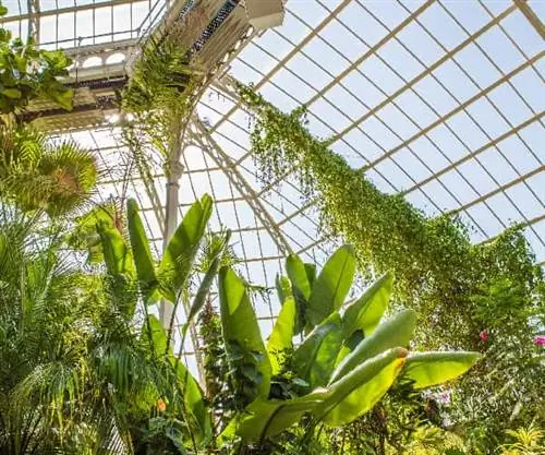 Sefton Park Palm House Preservation Trust - это зарегистрированная благотворительная организация, созданная в 1996 году для управления Sefton Park Palm House.