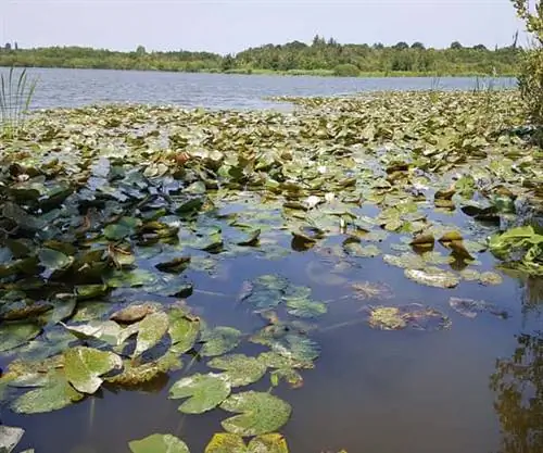 Национальный парк Бродс в Норфолке