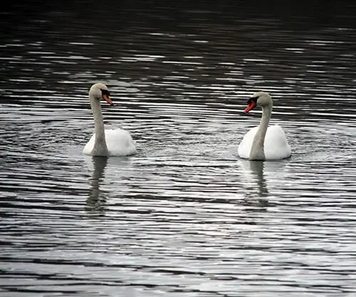 Эльтеруотерские лебеди