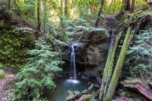 sempervirens-falls-tallest-trees-in-california