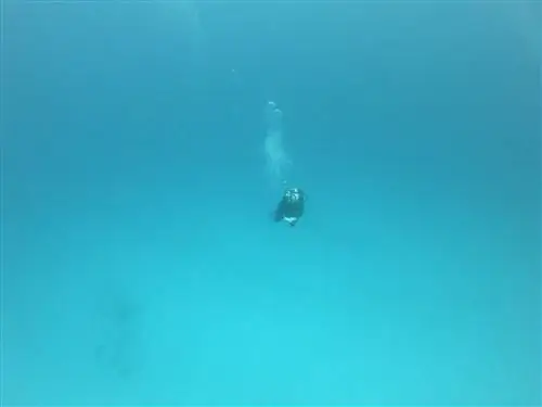 Дайвер в чистой воде во время подводного плавания с акулами в Мексике