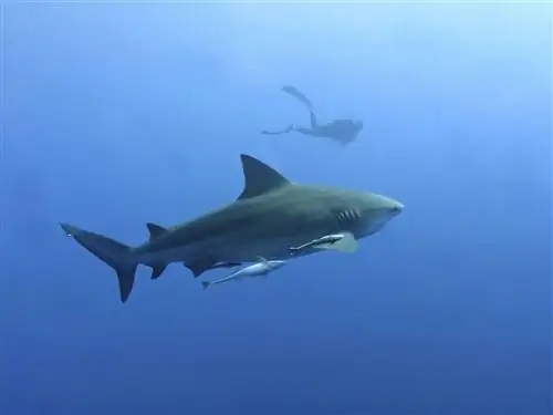 Вы можете погружаться с самыми опасными акулами в мире в Плайя-дель-Кармен - и это абсолютно безопасно