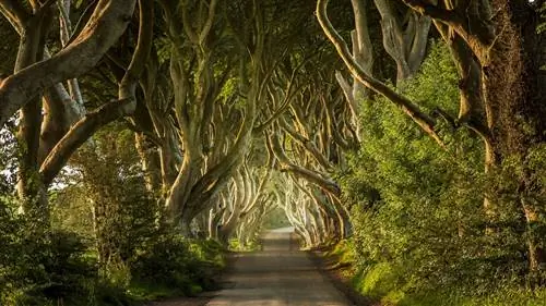 The Dark Hedges Северная Ирландия