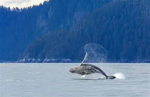 Горбатый кит проникает в национальный парк Кенай-фьорд на Аляске.