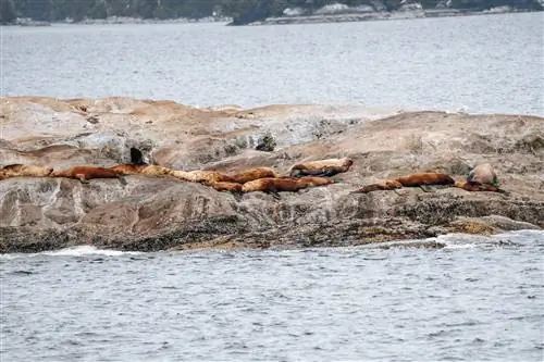 sony a7 iv уплотнения