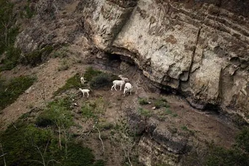 горные козлы, снятые на Sony A7IV