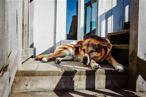 собака в гомер аляска на крыльце