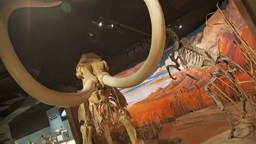 Государственный музей Невады Карсон-Сити