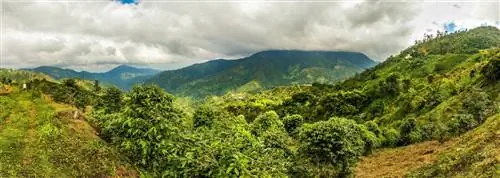 Общий план голубых гор Ямайки с высокогорья.