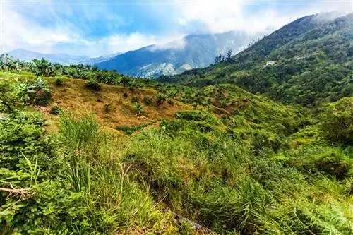 Пешеходная тропа Голубых гор на Ямайке