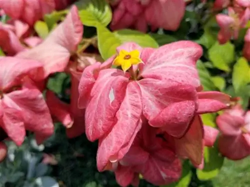 Розовые цветы в ботаническом саду в Голубых горах на Ямайке