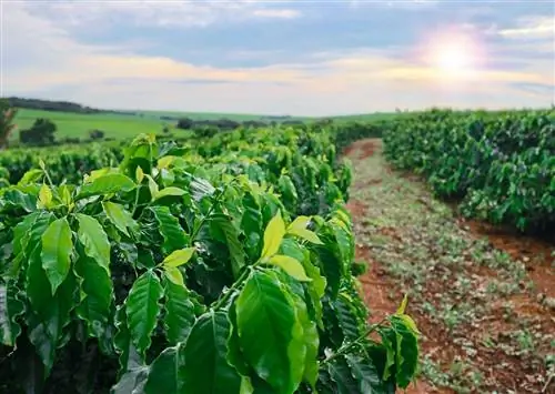 Лучшие поездки на ферму по Гавайям за лучшим кофе, фруктами, орехами и шоколадом