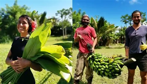 Рабочие и продукция на фермах Большого острова Гавайи